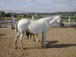 Lusitano Tetua Tetuã Heliade Fontes